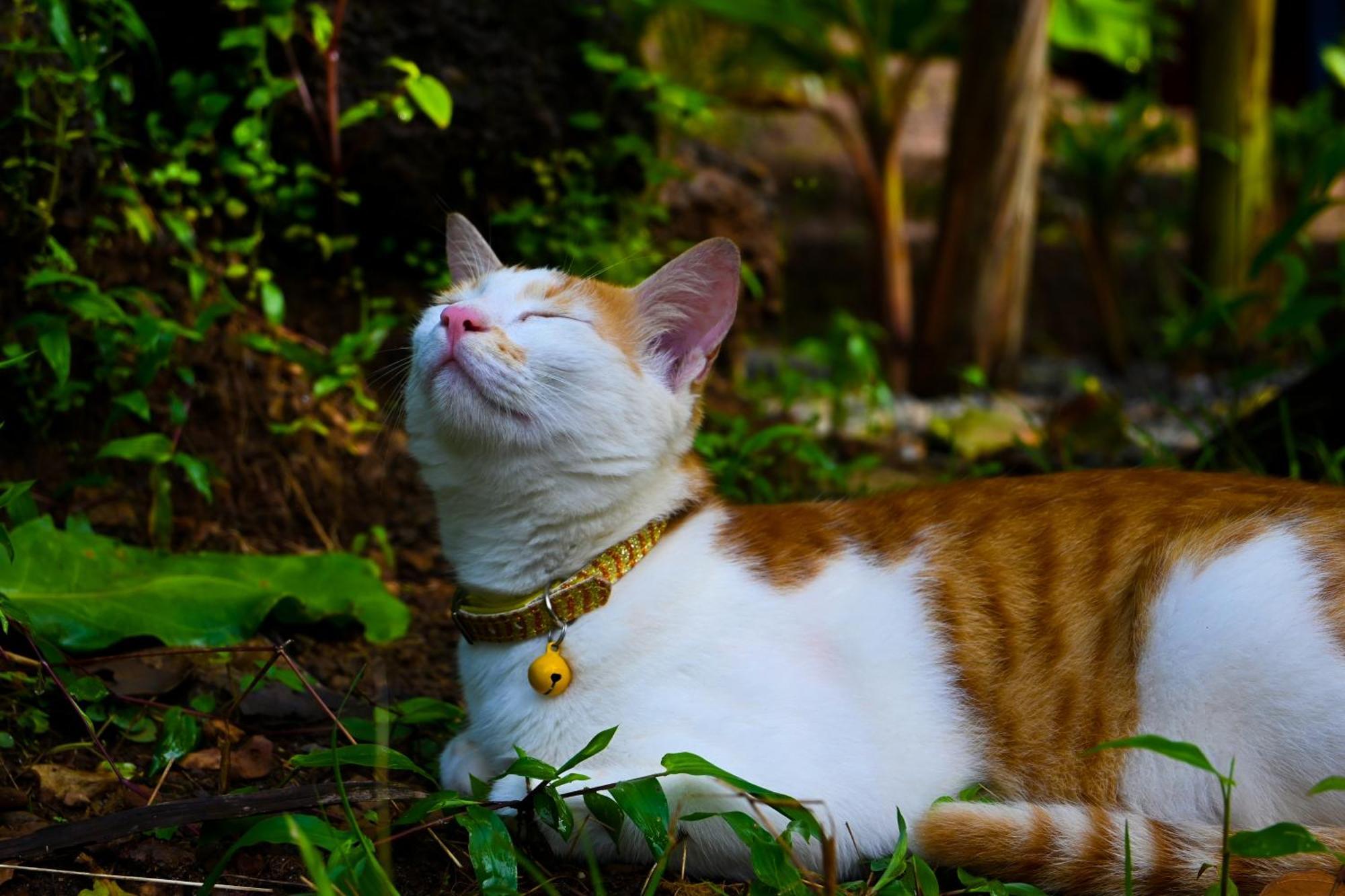 ホテル Samyama Retreat Cola エクステリア 写真